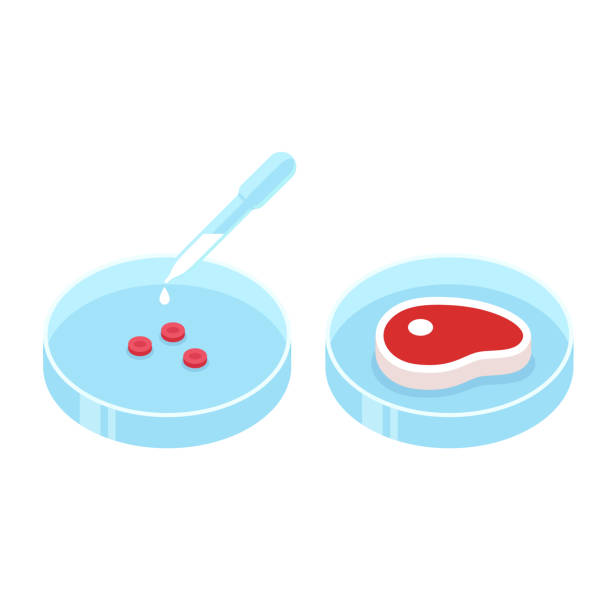 Lab grown meat Lab grown meat illustration. Petri dish with cell culture and beef steak, in vitro meat concept. Future food technologies. cultured cell stock illustrations