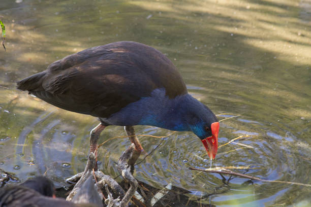 istock Duck on the water swamp Perth Australia 859139426