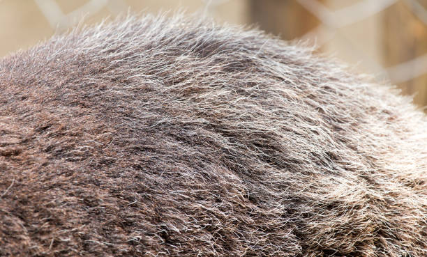 istock background made ​​of wool sheep 859140570