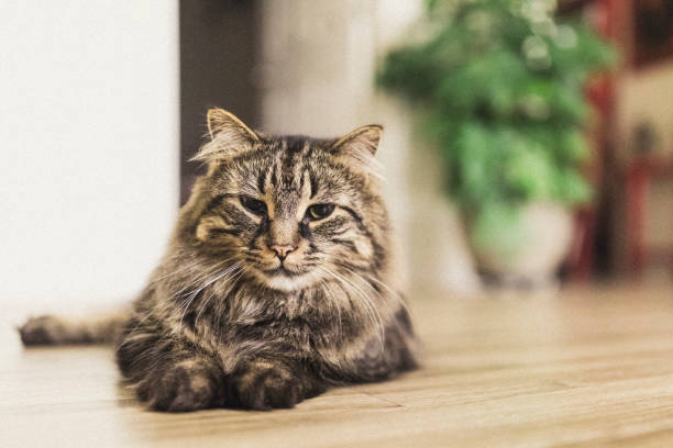 istock A four year old male Maine coon cat just chilling while lying down on the floor. 859142538