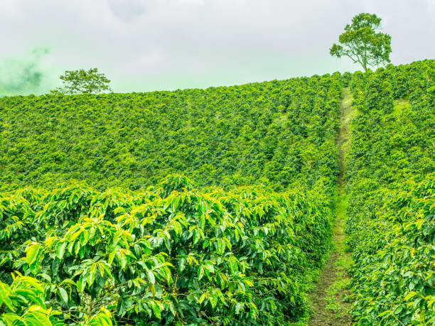 istock Coffee Plantation in Jerico, Colombia 859142880
