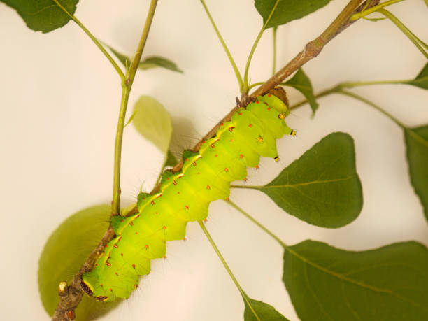 duża zielona gąsienica indyjskiej ćmy księżycowej, actias selene, na gałęzi drzewa - branch caterpillar animal hair insect zdjęcia i obrazy z banku zdjęć