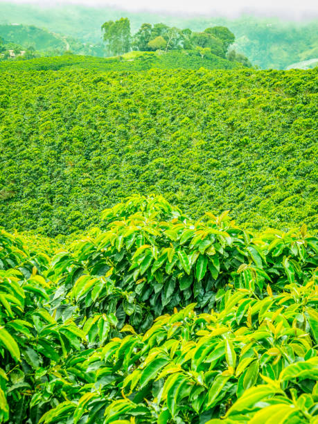 istock Coffee Plantation in Jerico, Colombia 859145834