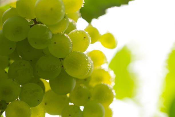 istock fresh ripe grapes on the nature 859145966