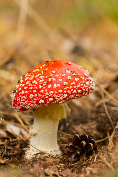 istock fungus fly agaric in the wild 859147044