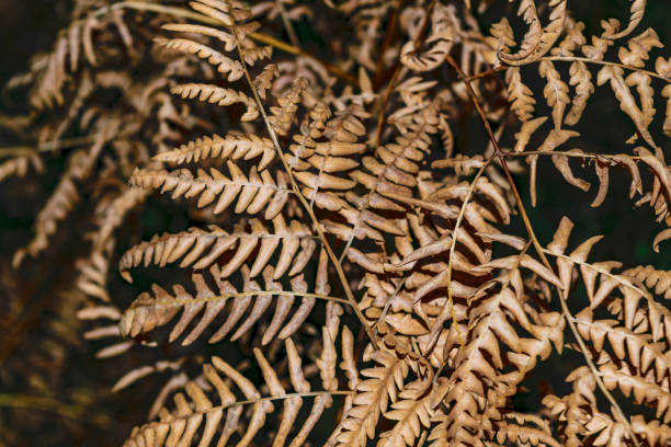 istock Dry fern leaves on a dark background 859147198
