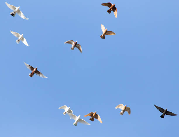 istock a flock of pigeons in the blue sky 859149408