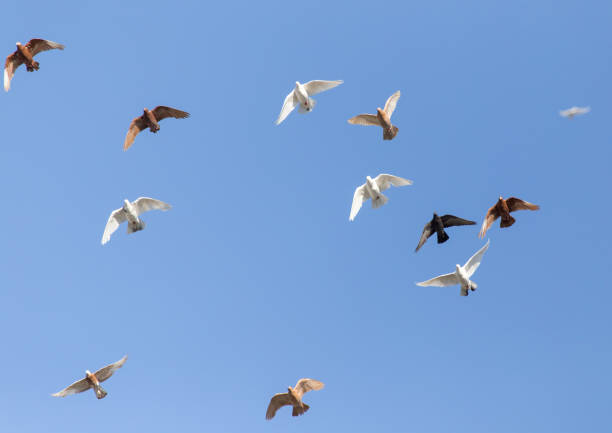 istock a flock of pigeons in the blue sky 859149610