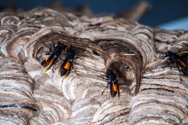 istock wasp Nest created for living. And embryo protection 859150538