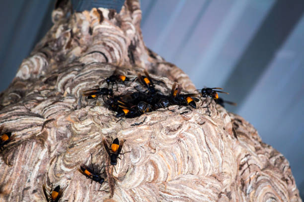 istock wasp Nest created for living. And embryo protection 859150672