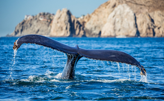 The gray whale, Eschrichtius robustus,  grey whale, gray back whale, Pacific gray whale, Korean gray whale, or California gray whale, is a baleen whale that migrates between feeding and breeding grounds yearly. San Ignacio Lagoon, Baja California Sur, Mexico. Young whale.