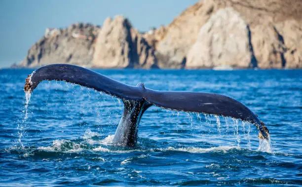 Photo of Tail of the humpback whale. Mexico. Sea of Cortez.