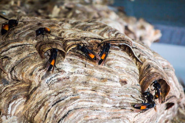 istock wasp Nest created for living. And embryo protection 859153524