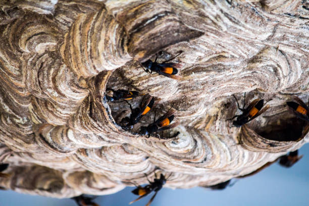 istock wasp Nest created for living. And embryo protection 859153726