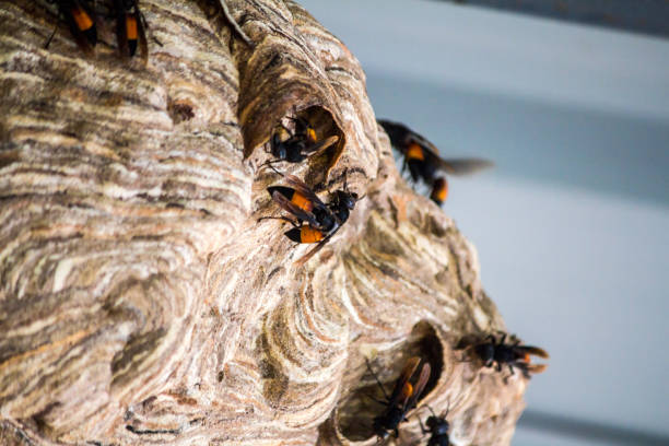 istock wasp Nest created for living. And embryo protection 859156106