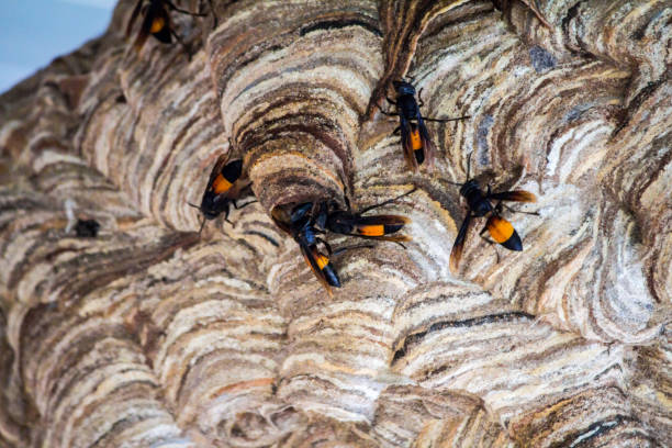 istock wasp Nest created for living. And embryo protection 859156284