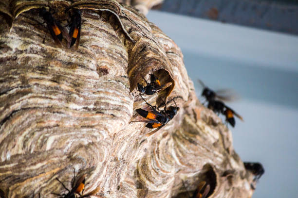istock wasp Nest created for living. And embryo protection 859156424