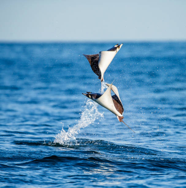 Mobula rays are jumps out of the water. Mexico. Sea of Cortez. California Peninsula . stock photo