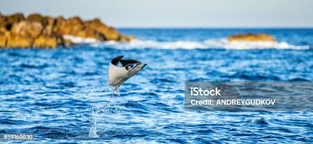 Mobula Ray Is Jumps Out Of The Water Mexico Sea Of Cortez California Peninsula Stock Photo - Download Image Now