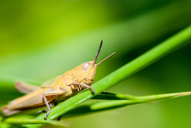istock Big brown grasshopper sitting on straw 859160788