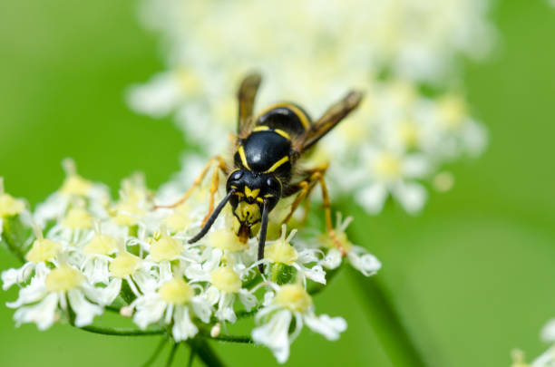 istock Yellow wasp climbing  and feeding on a nectar 859160896