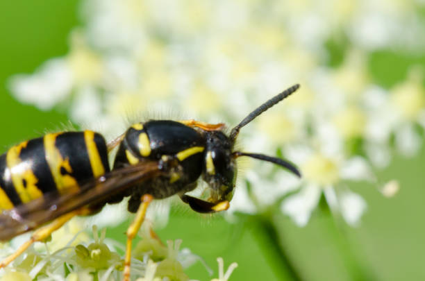 istock Yellow wasp climbing  and feeding on a nectar 859160898