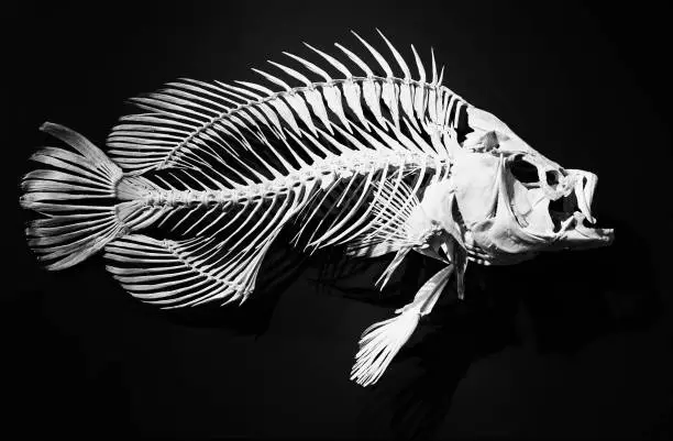 fish bones