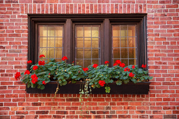 window with geraniums - wall flower sunny temperate flower imagens e fotografias de stock