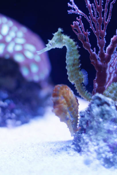 istock Beautiful seahorse in aquarium 859164462