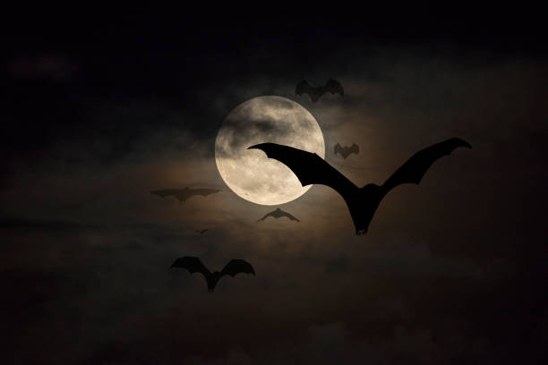 Bats flying Bats flying on the full moon night. fruit bat stock pictures, royalty-free photos & images