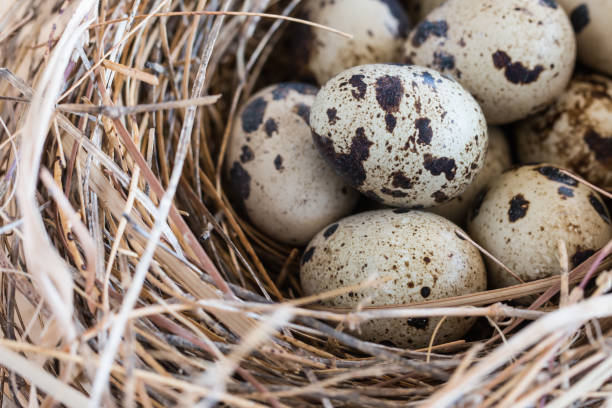 istock quail eggs in a nest and laid out around it border. 859167488