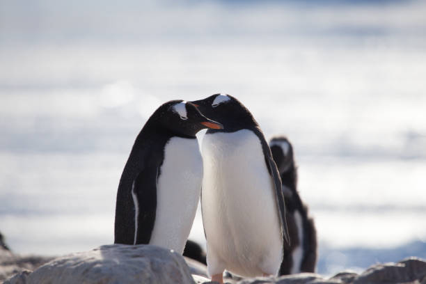 istock Two Gentoo Penguins at Neko Harbour, Antartica 859168388