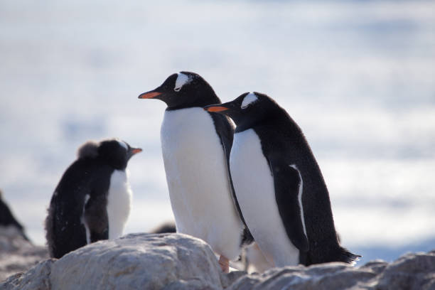 dois pinguins gentoo no neko harbour, antartica - flightless bird water bird gentoo penguin penguin - fotografias e filmes do acervo