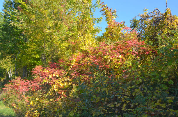 istock 4 Seasons - Autumn Colors Close Up 859168454
