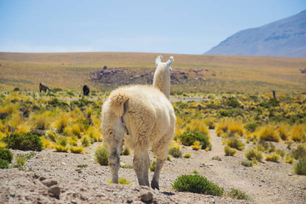 istock Llama - San Pedro de Atacama 859170762