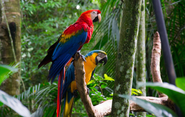 Maccaw wildlife - Foz do Iguaçu Maccaws at wildlife at Foz do Iguaçu city - Parana State, Brazil. macaw stock pictures, royalty-free photos & images