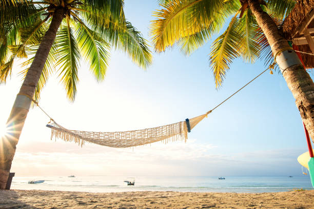 istock Hammock under palm trees on the tropical beach in morning 859171346