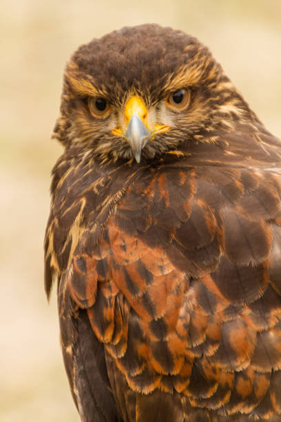 istock Upper body of a captive Harris Hawk (Parabuteo unicinctus), falconry 859176212