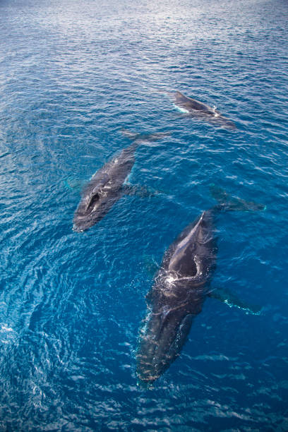 istock Humpback Whales, Kimberley 859176478