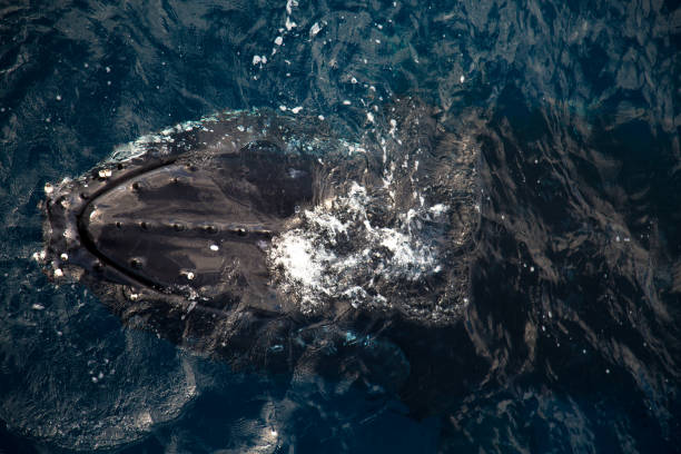 istock Humpback Whale head, close up, Kimberley 859176488
