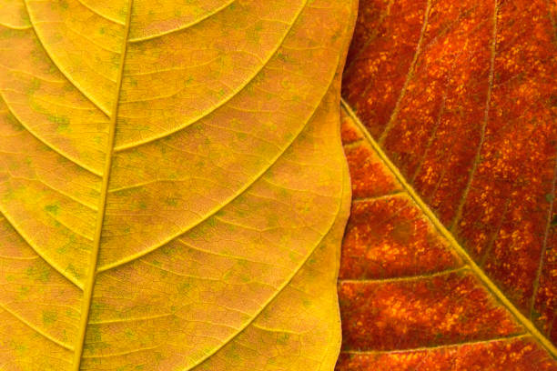 istock Photo filters Texture leaves abstract background. 859179680