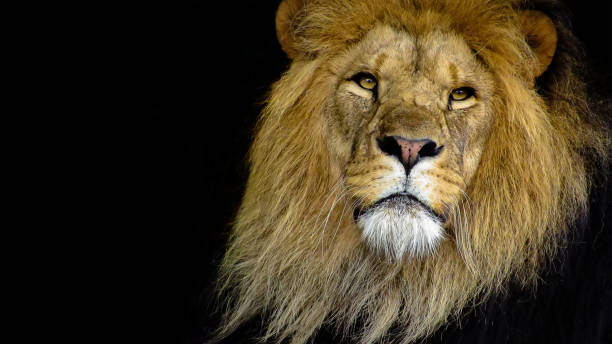 istock Majestic Male Lion Face Closeup 859180684