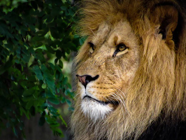 istock Majestic Male Lion Face Closeup 859180738