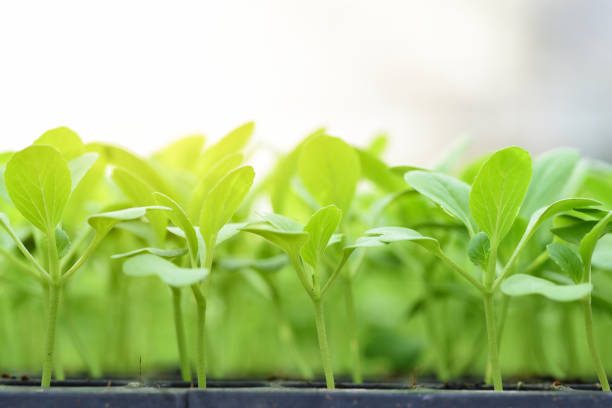 kleine sämlinge von salat in anbau tablett - hydroponics vegetable lettuce greenhouse stock-fotos und bilder