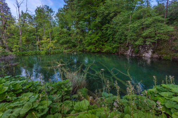 istock Plitvice Lakes National Park, Croatia 859189318