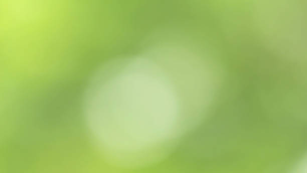 istock Bokeh green abstract background. Blurred leaves in nature. 859198636