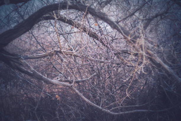Winter scenic background with tangle of branches