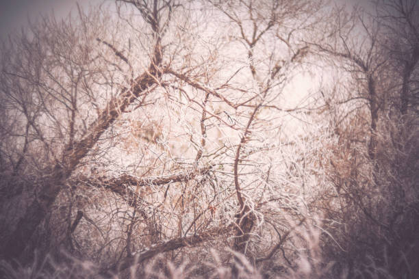 Winter scenic background with tangle of branches
