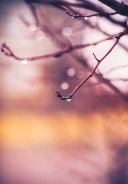 Winter scenic background with branches and raindrops