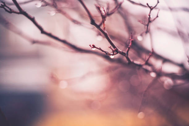 zimowe malownicze tło z gałęziami i kroplami deszczu - bare tree rain autumn tree zdjęcia i obrazy z banku zdjęć